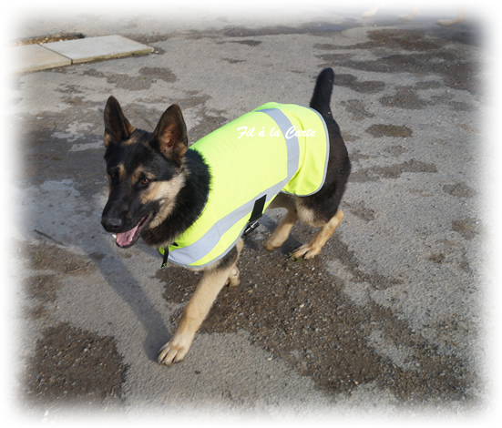 Gilet jaune chien - Fil à la Carte